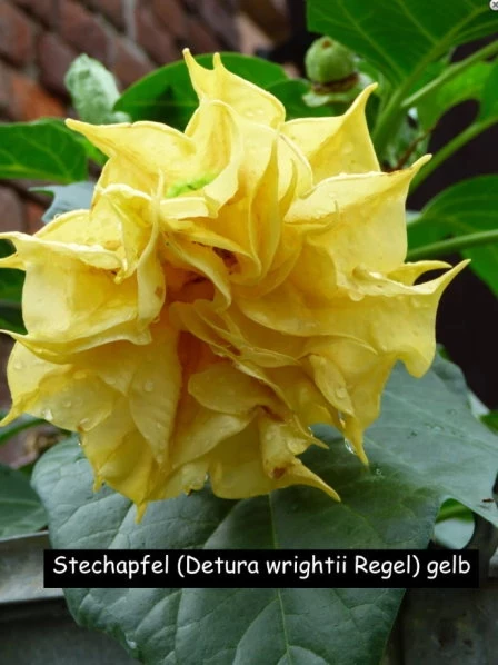 Indischer Stechapfel (Datura metel) gelb