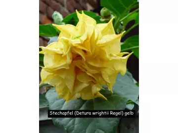 Indischer Stechapfel (Datura metel) gelb