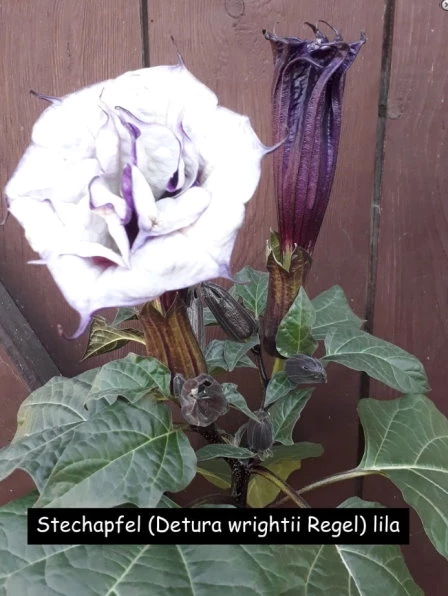 Indischer Stechapfel (Datura metel) lila