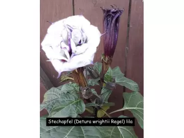 Indischer Stechapfel (Datura metel) lila