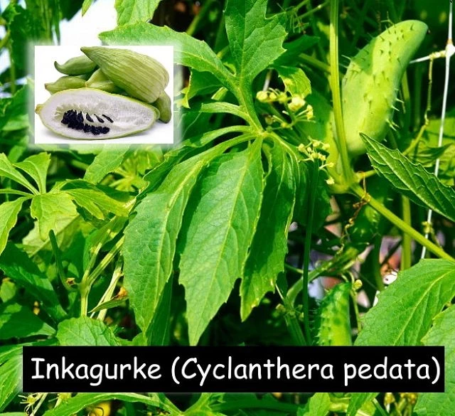 Inkagurke (Cyclanthera pedata)