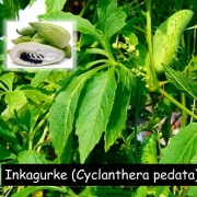 Inkagurke (Cyclanthera pedata)