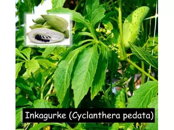 Inkagurke (Cyclanthera pedata)
