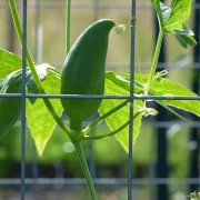 Inkagurke (Cyclanthera pedata)