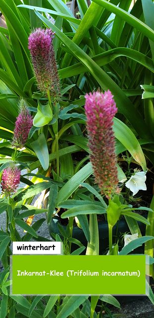 Inkarnat-Klee (Trifolium incarnatum)