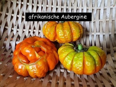 Jacato (Aubergine aus Afrika)
