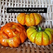 Jacato (Aubergine aus Afrika)