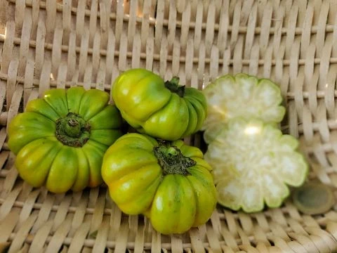 Jacato (Aubergine aus Afrika)