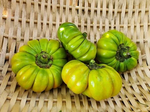 Jacato (Aubergine aus Afrika)