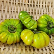 Jacato (Aubergine aus Afrika)