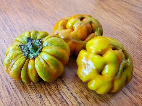 Jacato (Aubergine aus Afrika)