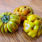 Jacato (Aubergine aus Afrika)