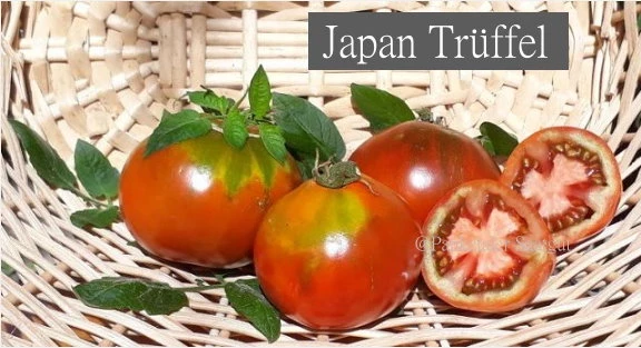 Japan Trüffel