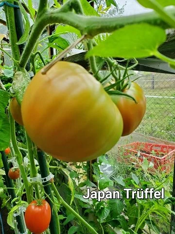 Japan Trüffel