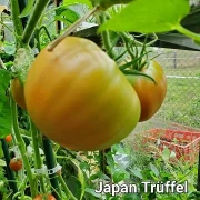 Japan Trüffel