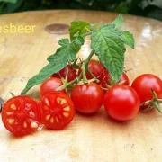 Johannesbeer rot