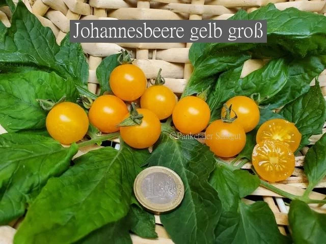 Johannesbeere gelb groß