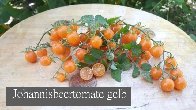 Johannisbeertomate gelb