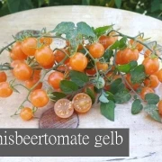 Johannisbeertomate gelb
