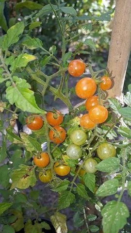 Johannisbeertomate gelb