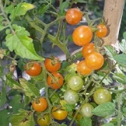 Johannisbeertomate gelb