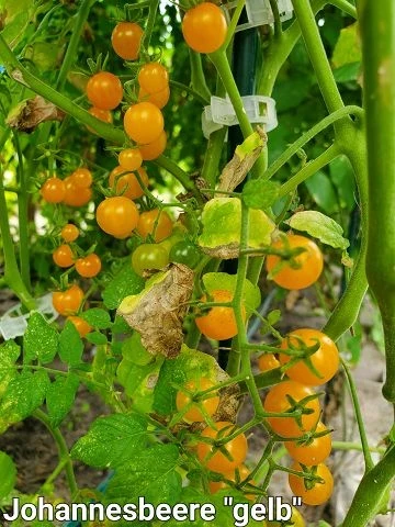 Johannisbeertomate gelb