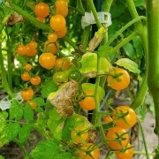 Johannisbeertomate gelb