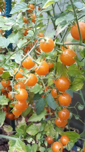 Johannisbeertomate gelb