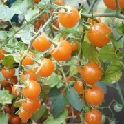 Johannisbeertomate gelb