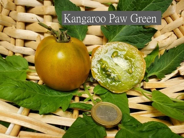 Kangaroo Paw Green