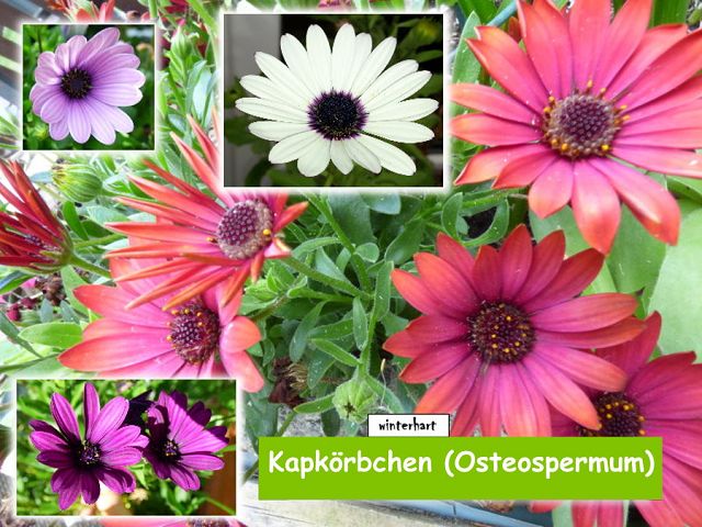Kapkörbchen (Osteospermum)