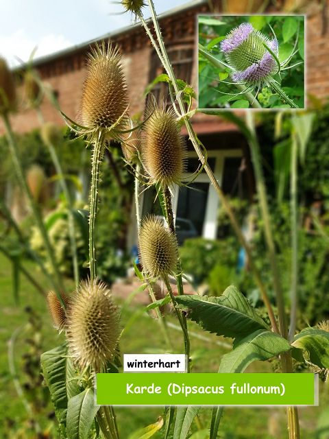 Karde (Dipsacus fullonum)