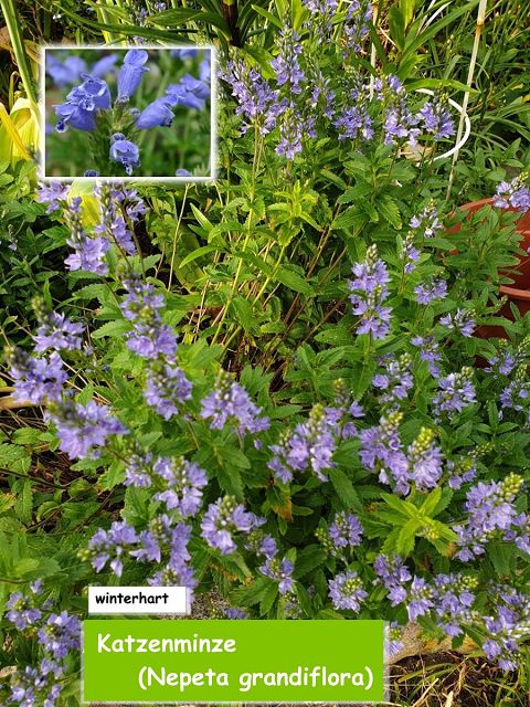 Katzenminze (Nepeta grandiflora)