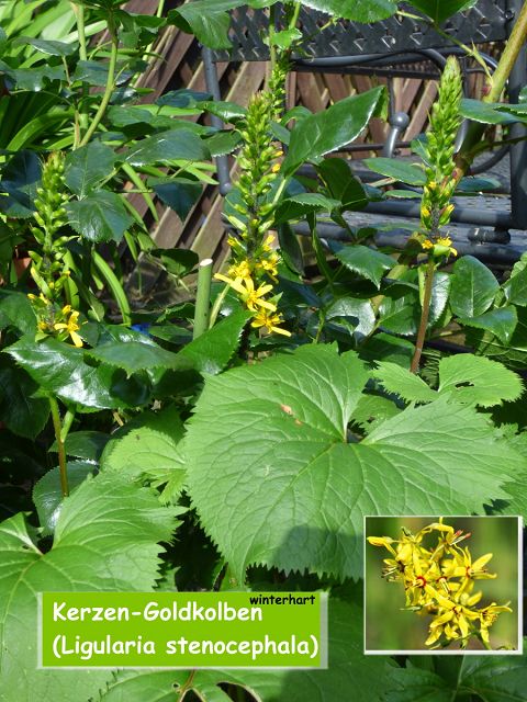Kerzen-Goldkolben (Ligularia stenocephala)