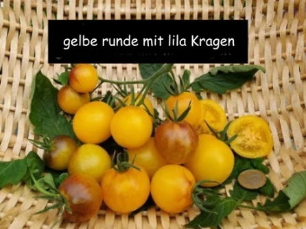 gelbe runde mit lila Kragen
