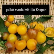 gelbe runde mit lila Kragen