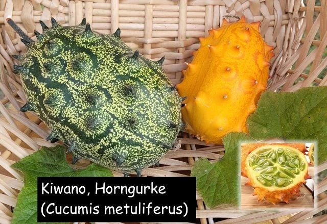 Kiwano-Horngurke