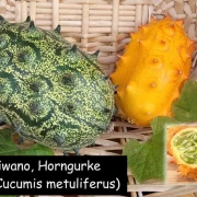 Kiwano-Horngurke