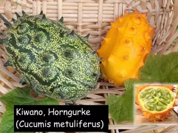 Kiwano-Horngurke