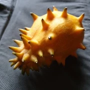 Kiwano-Horngurke