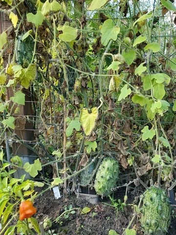 Kiwano-Horngurke