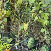 Kiwano-Horngurke