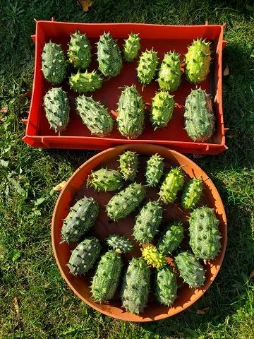 Kiwano-Horngurke