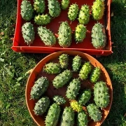 Kiwano-Horngurke