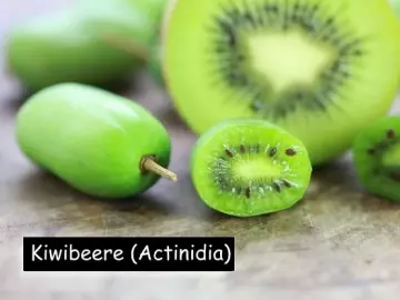 Kiwibeere