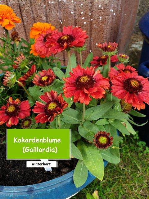 Kokardenblume (Gaillardia)