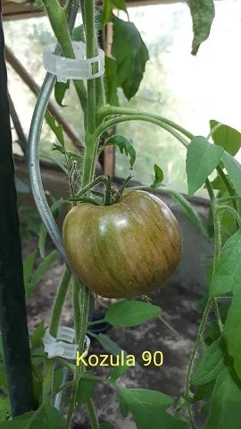 Konzula 90 (Erbstücktomate)