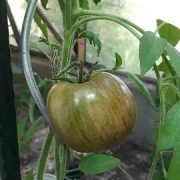 Konzula 90 (Erbstücktomate)