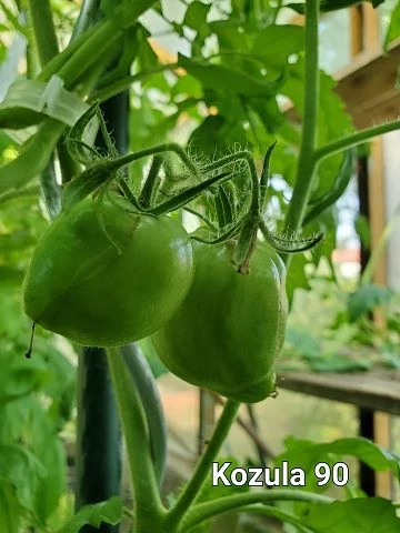 Konzula 90 (Erbstücktomate)