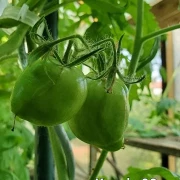 Konzula 90 (Erbstücktomate)